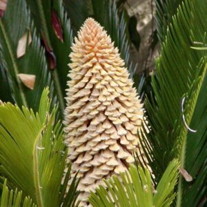 Cykas (Cycas revoluta)​