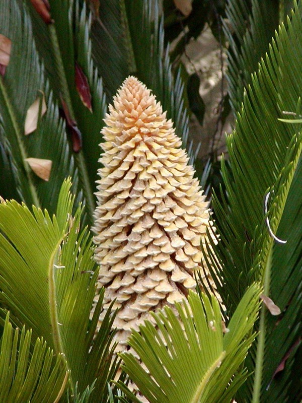 Cykas 1 Cykas (Cycas revoluta)