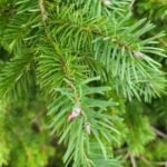 Douglaska jehlíčí