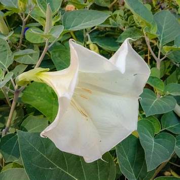 Durman (Datura)