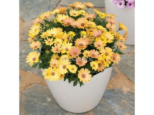 Dvoutvárka v květináči