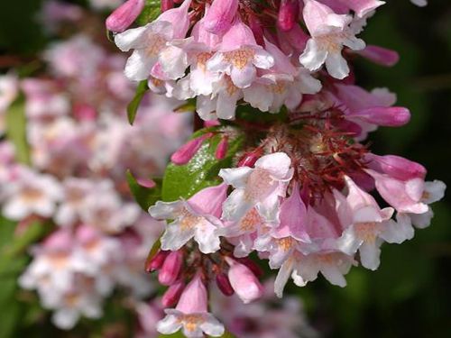 Kolkvície nádherná