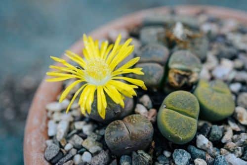 Lithops