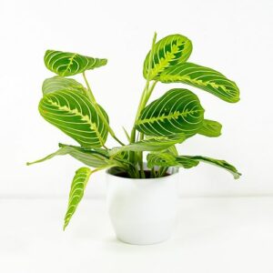 Maranta