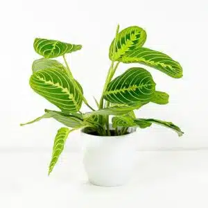 Hnojení pokojových rostlin 91 Maranta