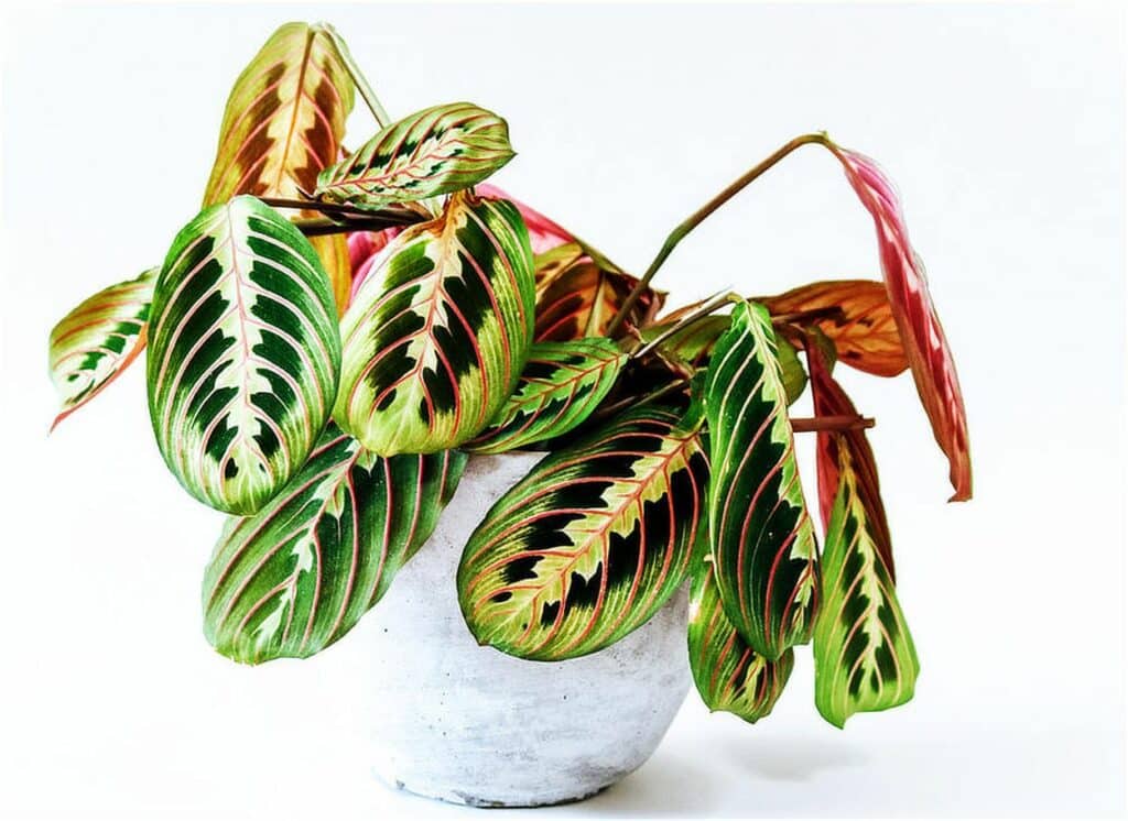 Maranta 1 Maranta