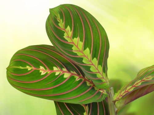 Maranta 3 Maranta belozilnata