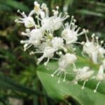 Pstroček dvoulistý