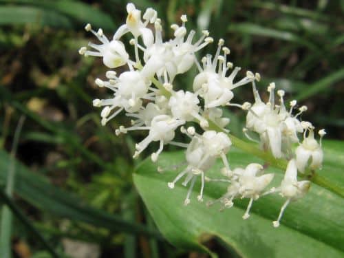 Pstroček dvoulistý