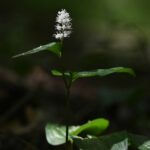 Pstroček dvoulistý