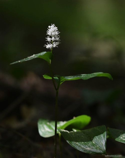 Pstroček dvoulistý