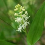 Pstroček dvoulistý