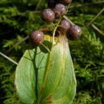 Pstroček dvoulistý