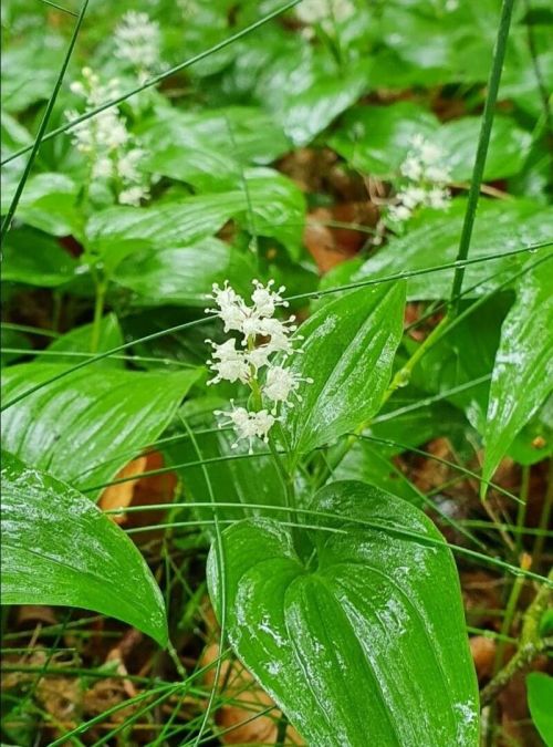 Pstroček dvoulistý