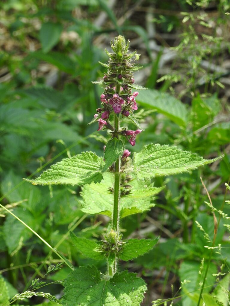 Čistec lesní (Stachys silvatica)​