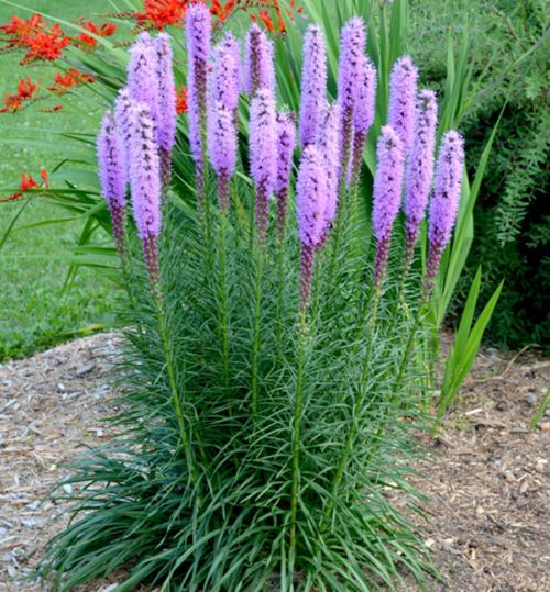 Šuškarda klasnatá