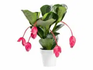 Hnojení pokojových rostlin 90 Tupoušek v květináči