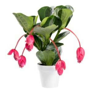 Tupoušek v květináči