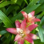 Guzmánie 7 blossom of guzmania bromelia sale pot plants indoor plants tropical plants 1 1