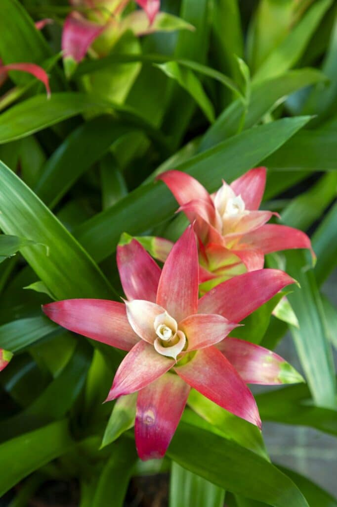 Guzmánie 1 blossom of guzmania bromelia sale pot plants indoor plants tropical plants 1 1