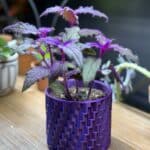 gynura - vysazená v květináči položená na dřevěné desce.