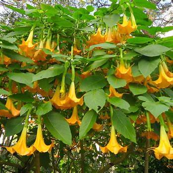 durman vonný (Datura suaveolens)