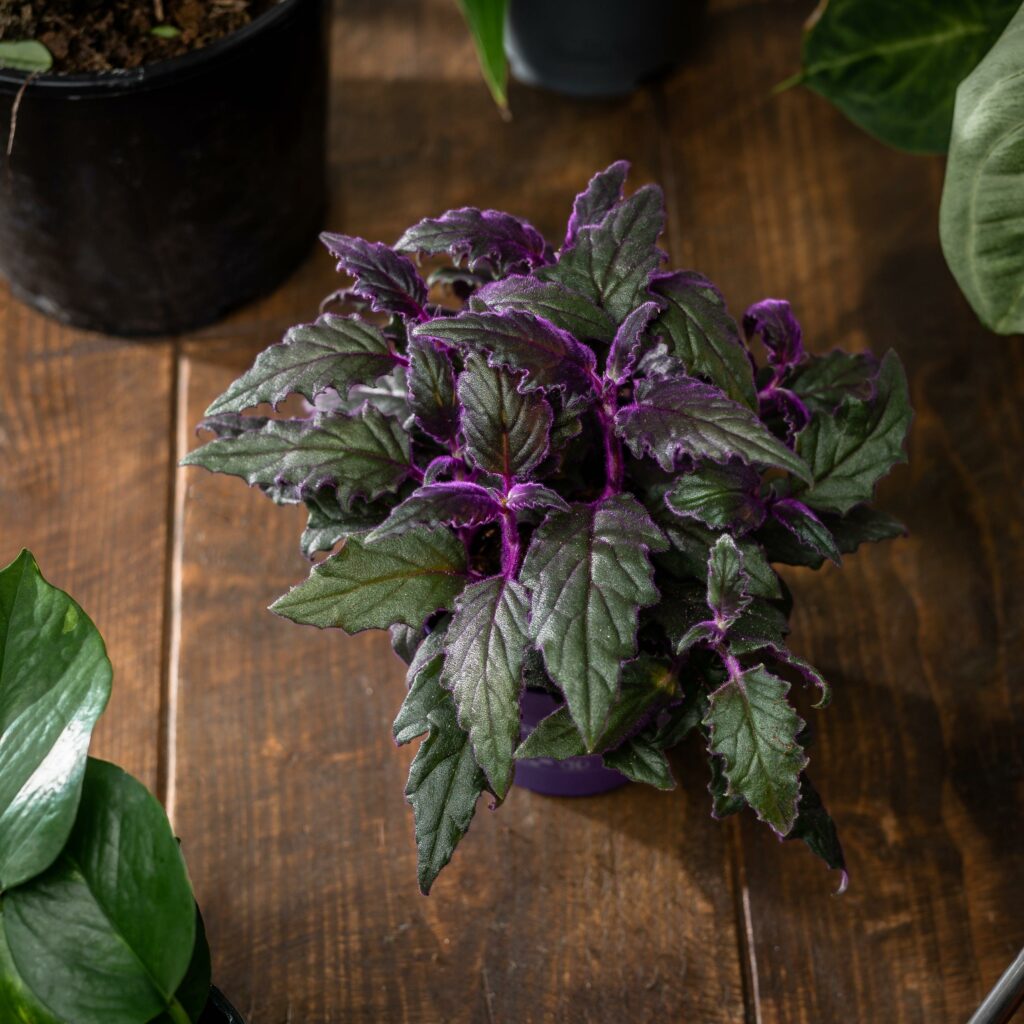 gynura - položena na podlaze zasazená v květináči