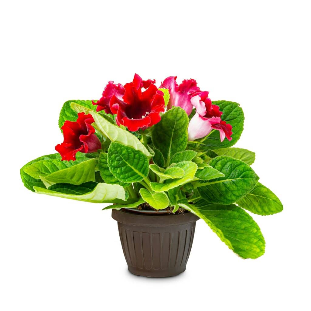 Gloxínie nádherná 15 indoor plant gloxinia