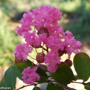 Lagerstroemia indica