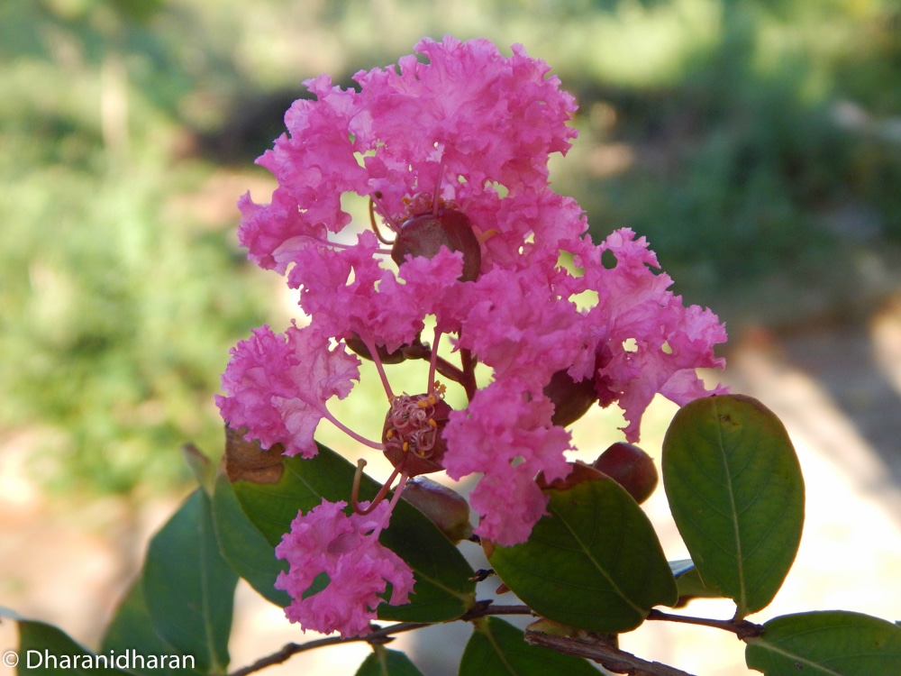 Lagerstroemia indica