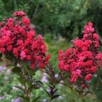 lagerstroemia indica 3