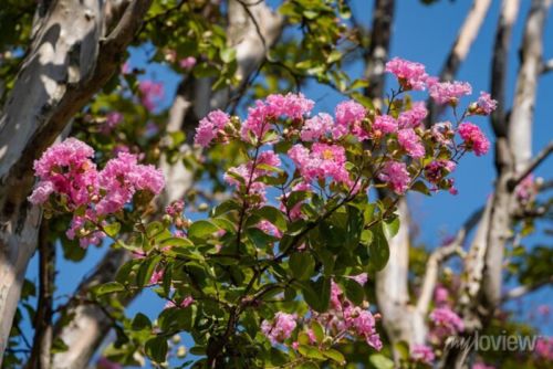 lagerstroemia indica 4