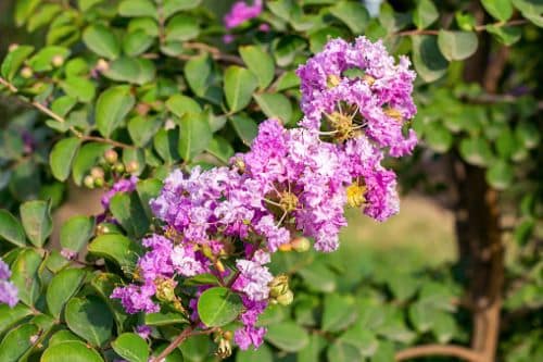 Lagerstroemia indica