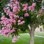 lagerstroemia indica 7