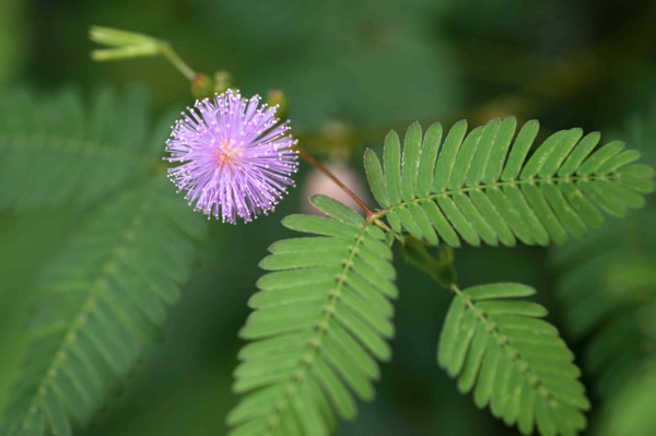 Citlivka stydlivá (Mimosa pudica)