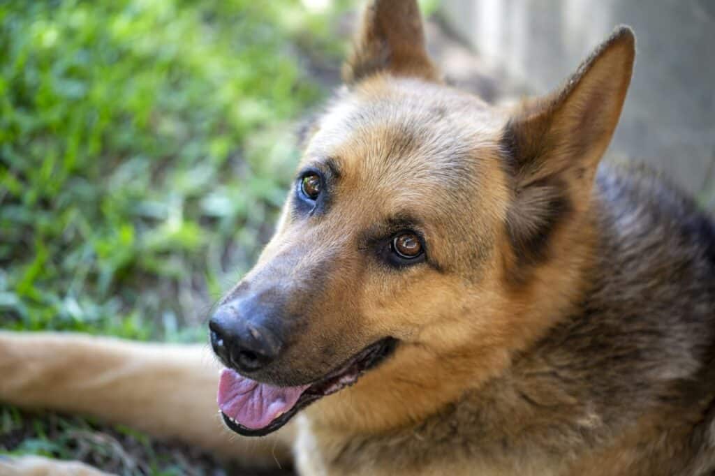 Hnojík otázky 4 pet animal german wolf dog in garden 1 1