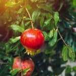 granátové jablko visicí na stromě