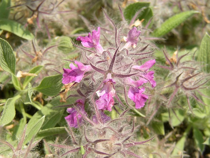Stachys lavandulifolia​