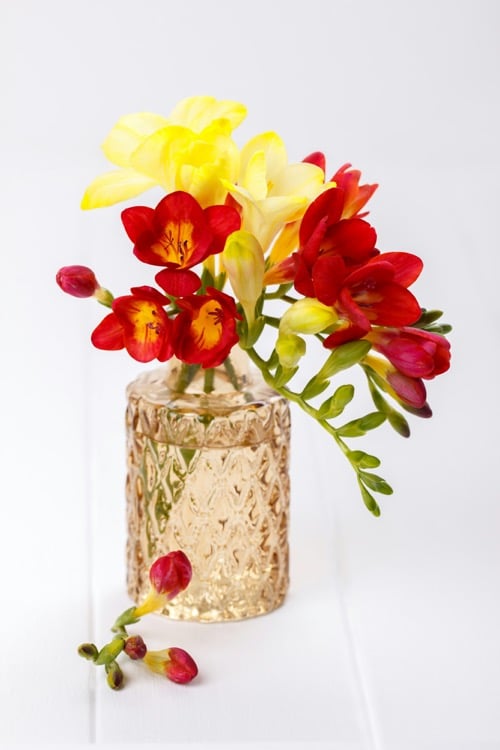 frézie - kytice ve skleněné váze s vodou