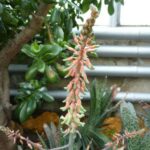 Gasteria - vizáž rostliny při kvetení