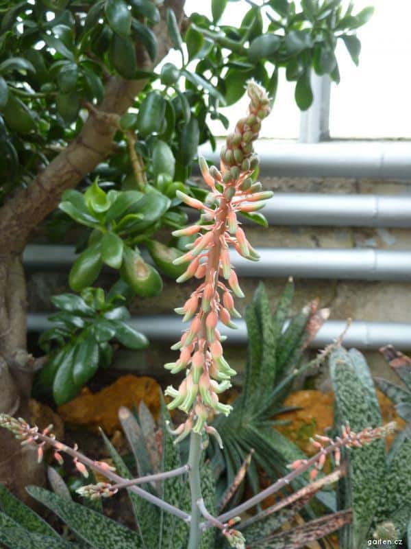 Gasteria - vizáž rostliny při kvetení