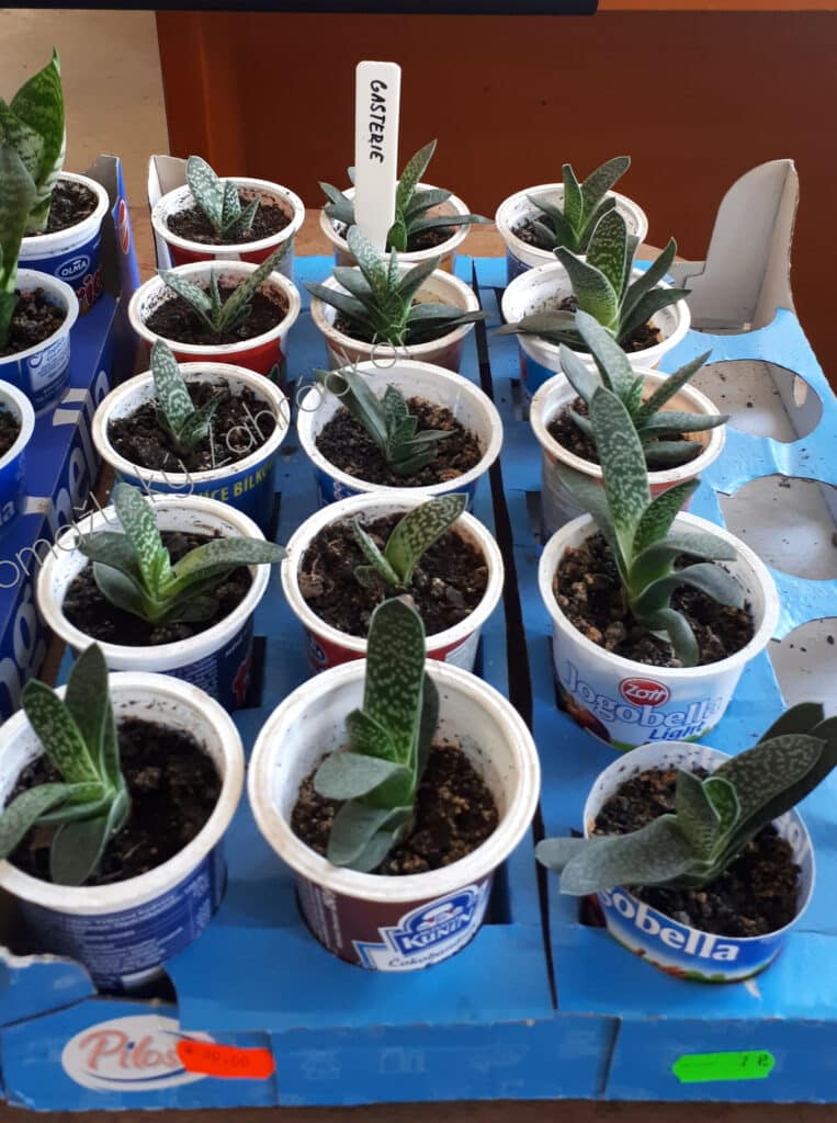 Gasterie - malé rostlinky zasazené v kelímkách