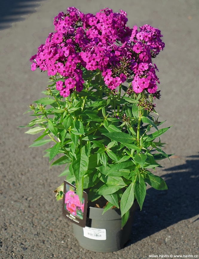 Floxy- pěstovaná v květináči položená na betonové cestě.