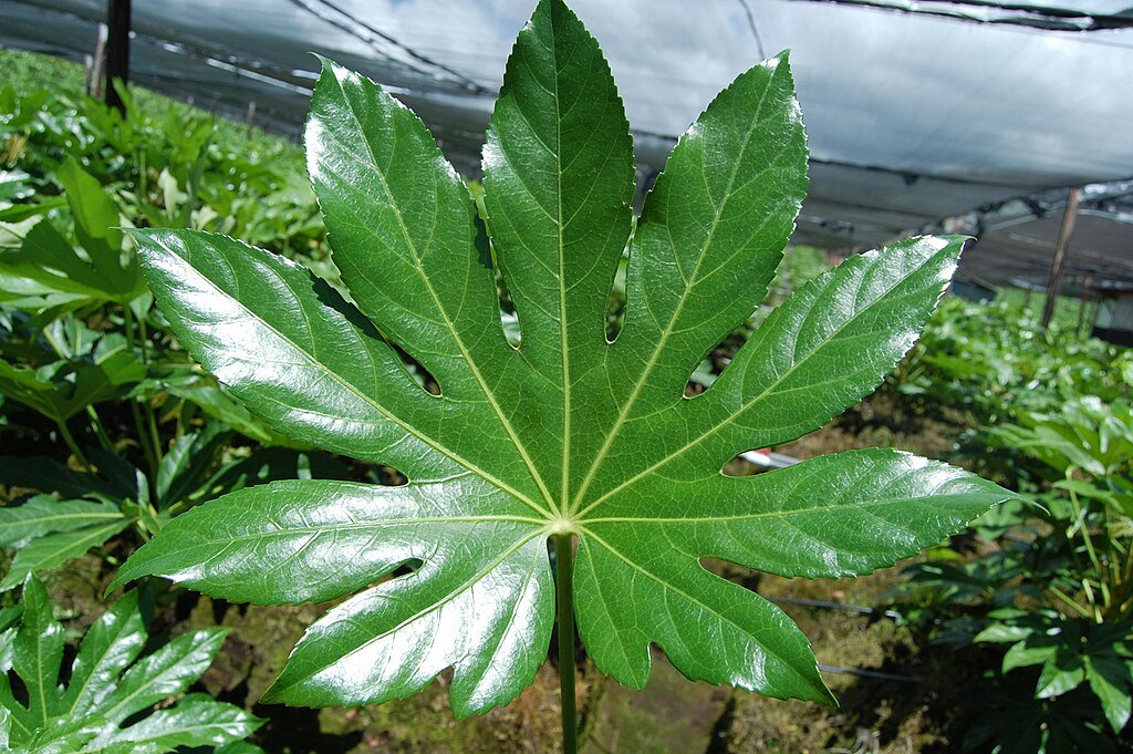 lesklý list rostliny Fatsia japonica