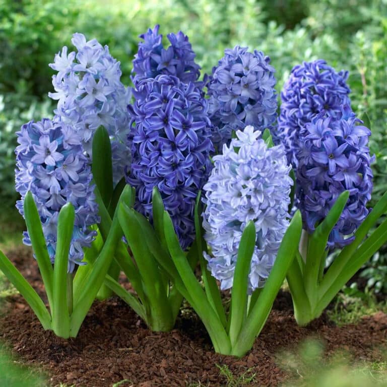 Hyacint 9 Hyacinthus orientalis Delfler Blau s hustými hrozy modrých květů