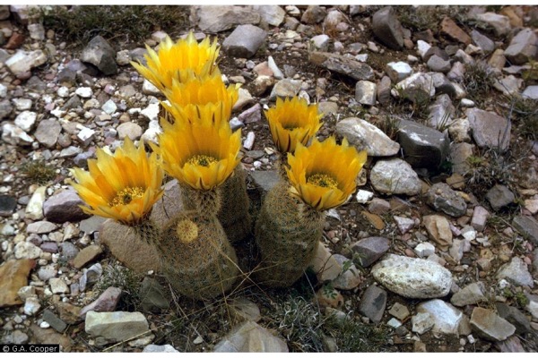 Echinocereus 4 Echinocereus dasyacanthus