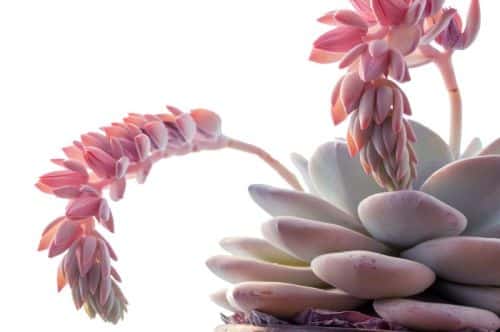 Echeveria s květy