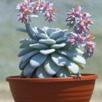 Echeveria v květináči