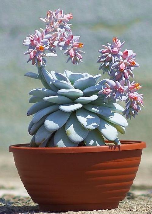 Echeveria v květináči