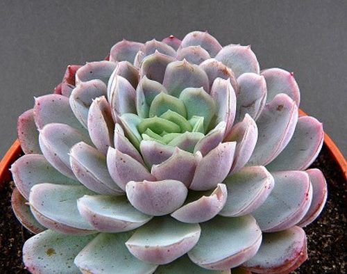Echeveria v květináči